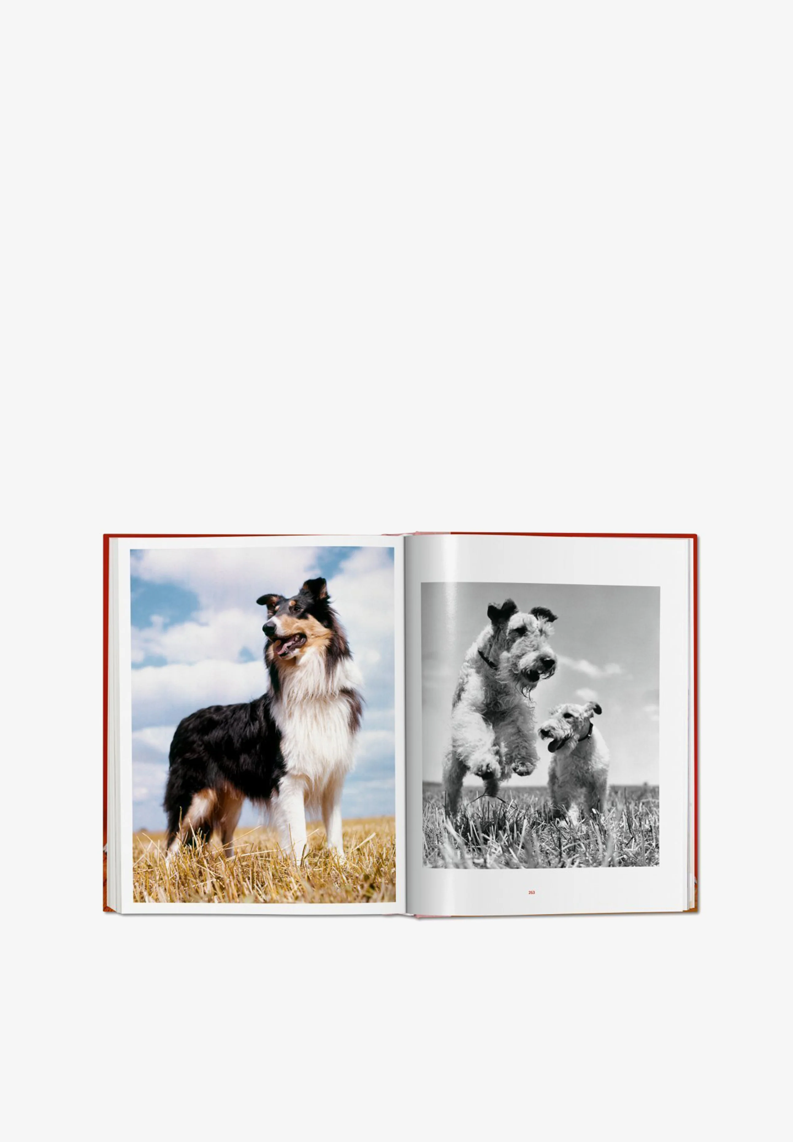 TASCHEN | LIBRO WALTER CHANDOHA DOGS - Image 10