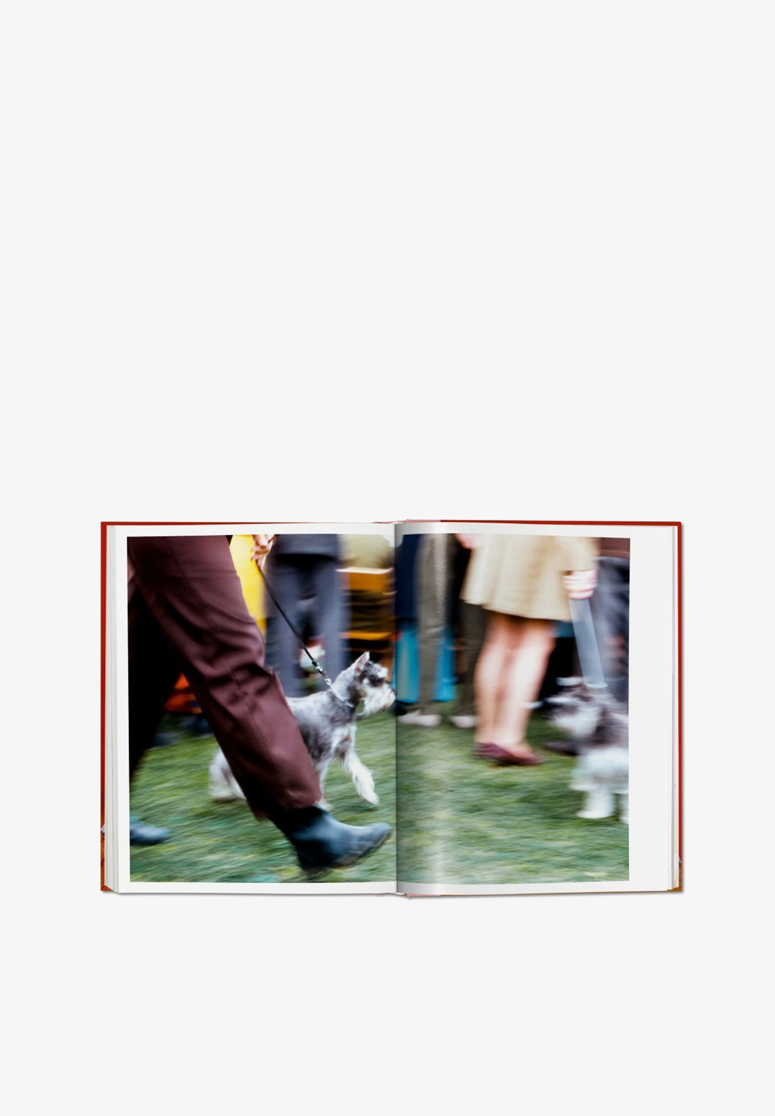 TASCHEN | LIBRO WALTER CHANDOHA DOGS - Image 2