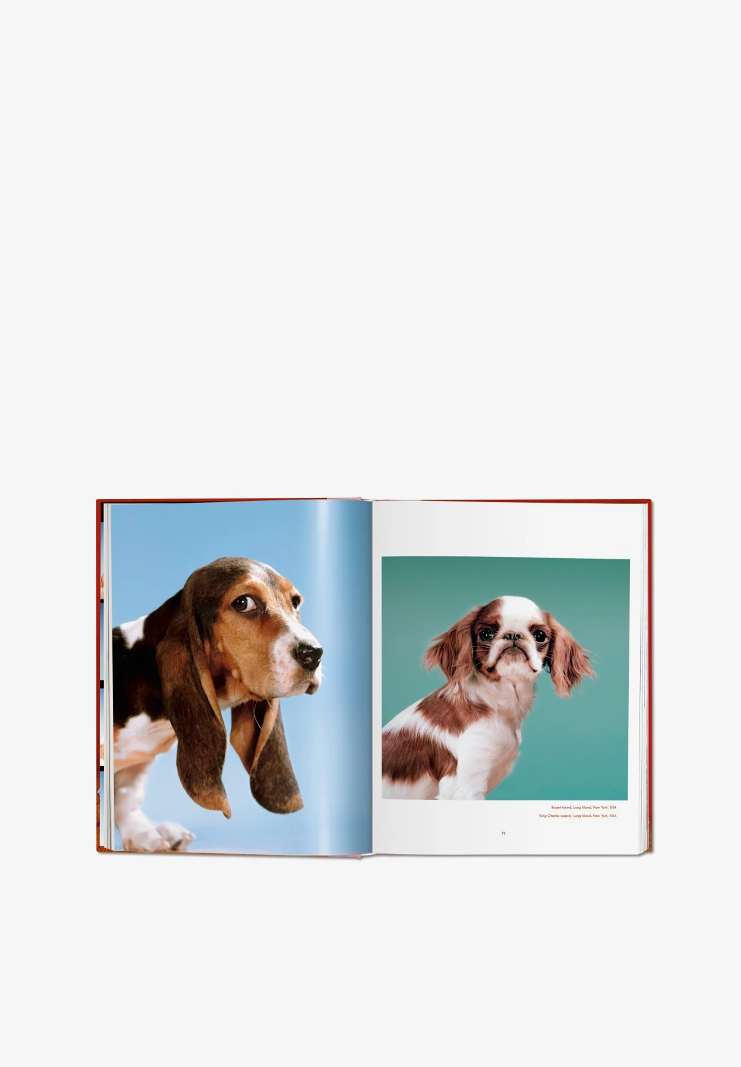 TASCHEN | LIBRO WALTER CHANDOHA DOGS - Image 3