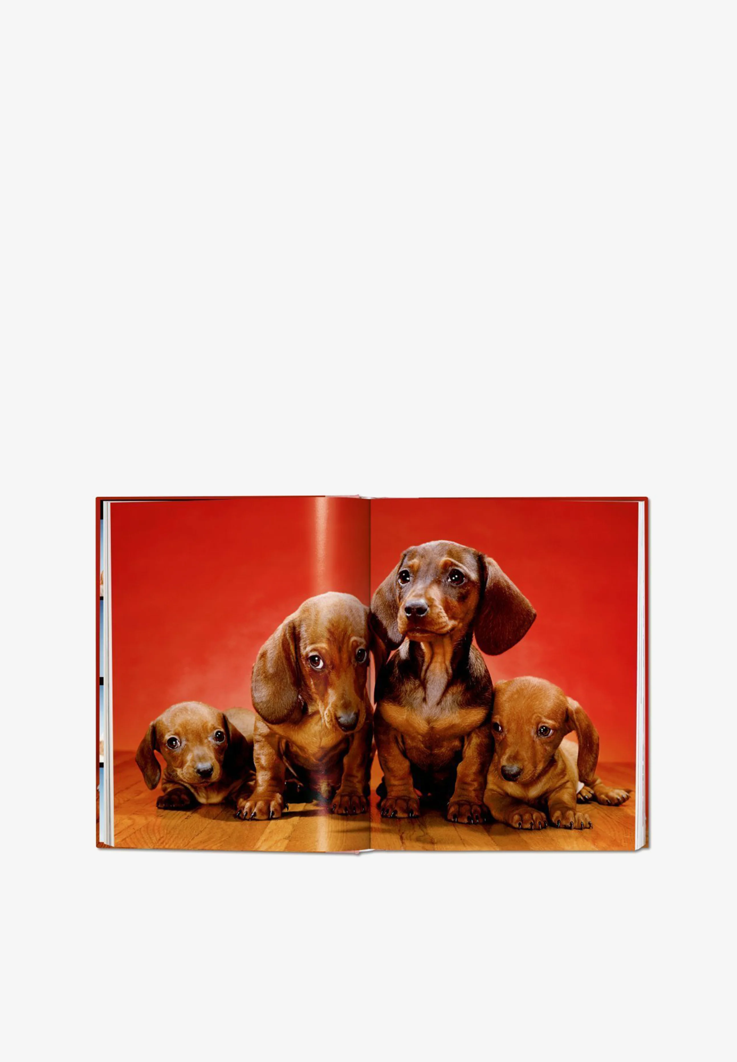 TASCHEN | LIBRO WALTER CHANDOHA DOGS - Image 4