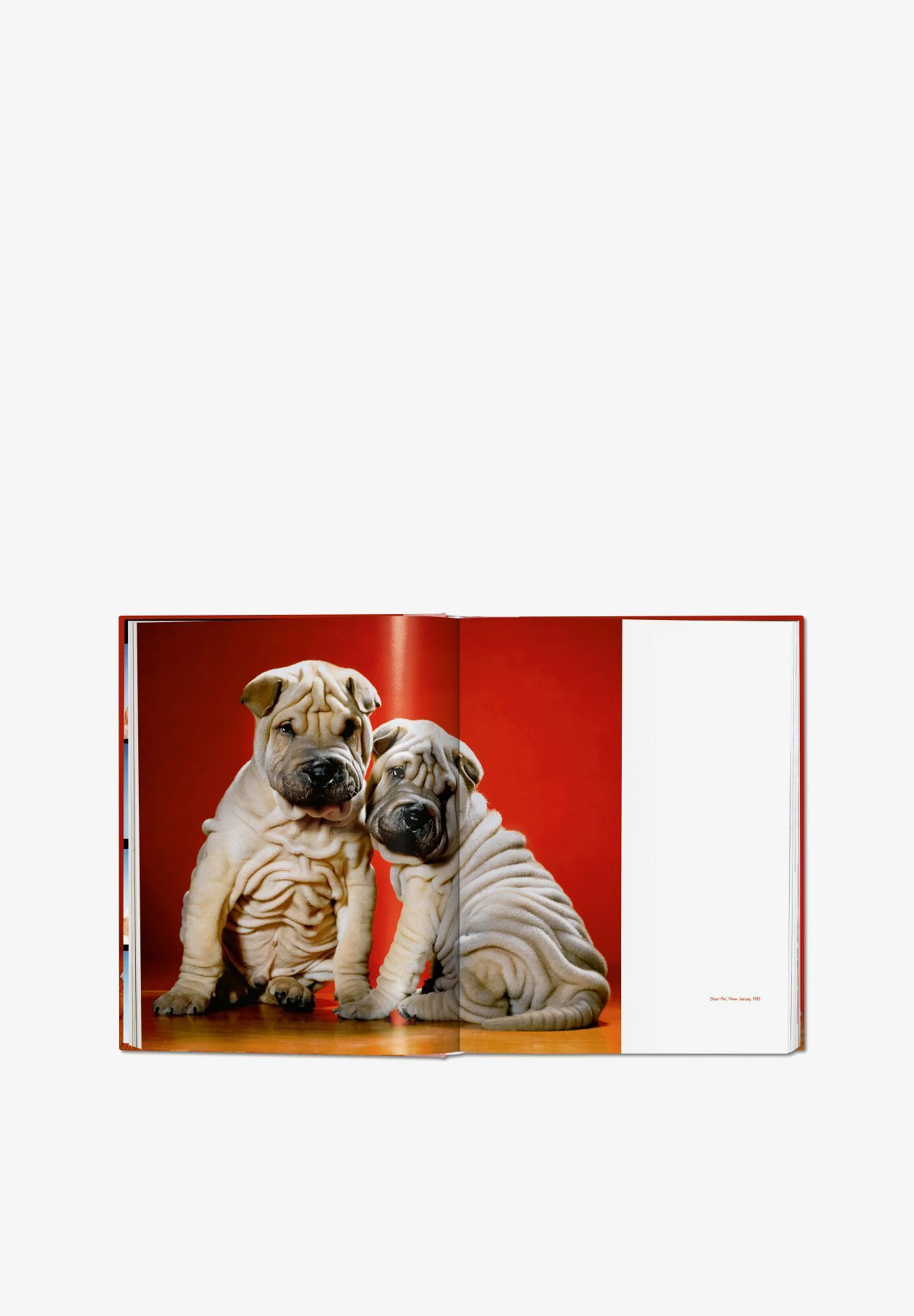 TASCHEN | LIBRO WALTER CHANDOHA DOGS - Image 5