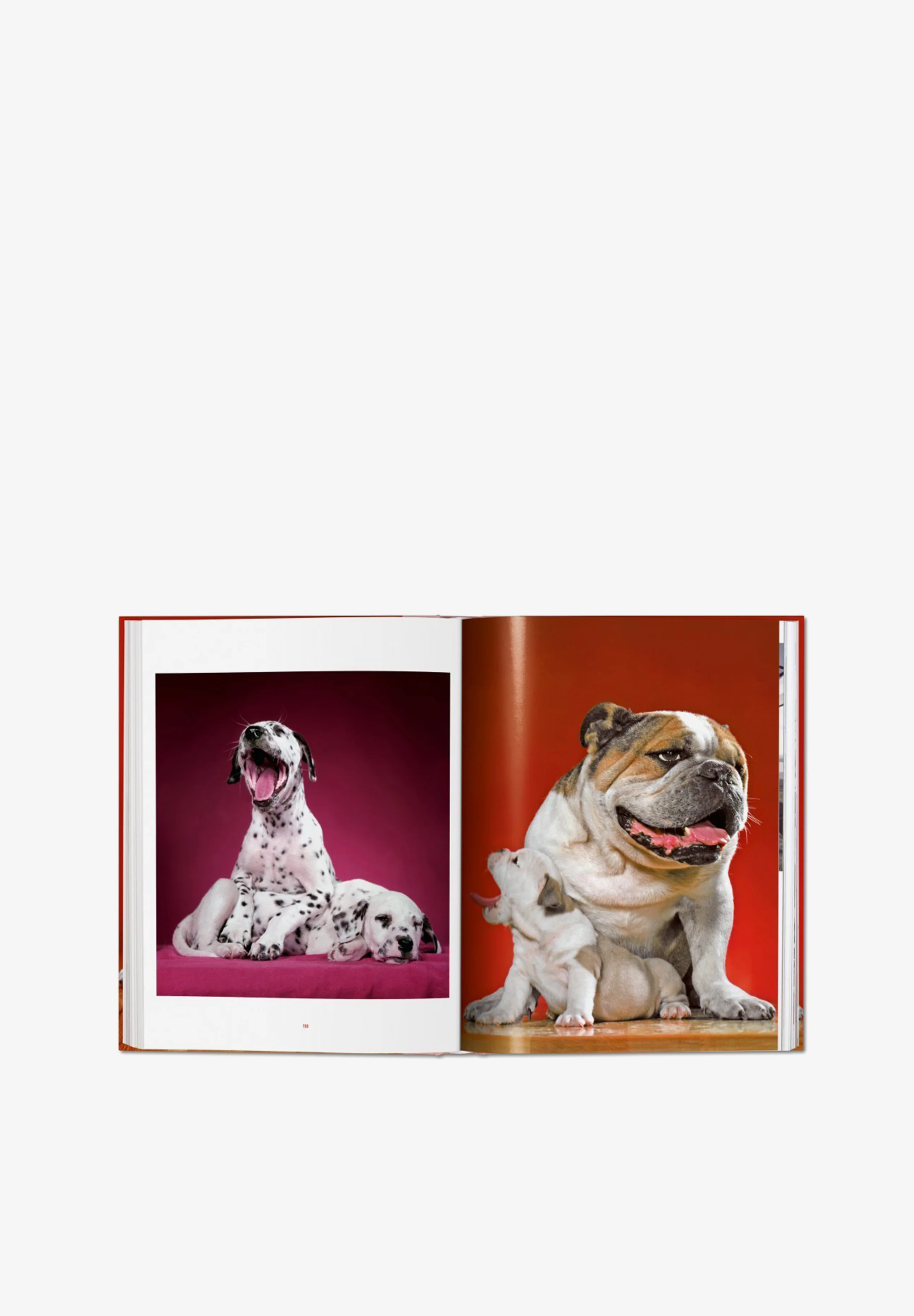 TASCHEN | LIBRO WALTER CHANDOHA DOGS - Image 6
