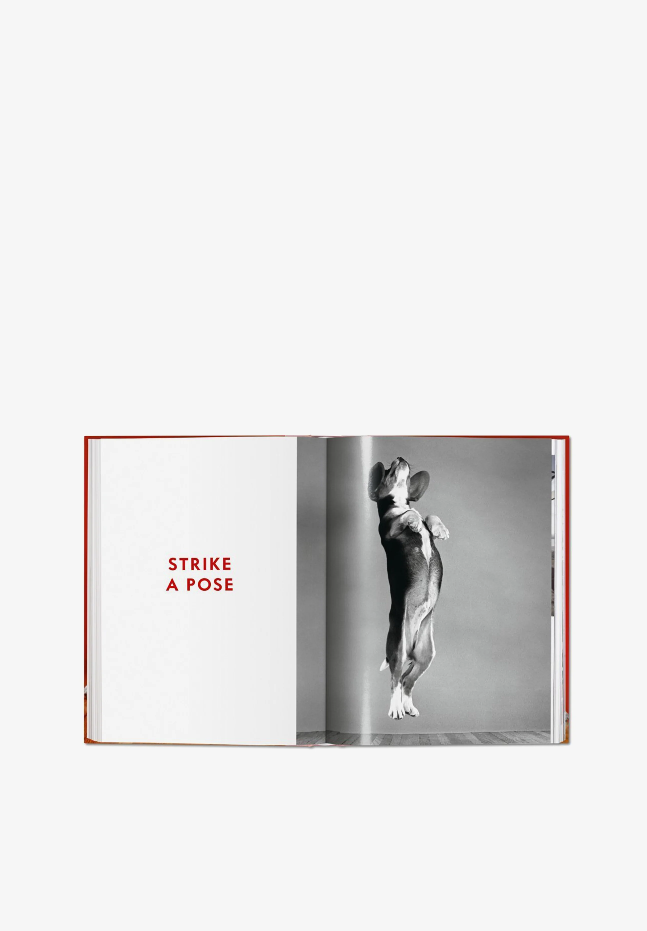 TASCHEN | LIBRO WALTER CHANDOHA DOGS - Image 7