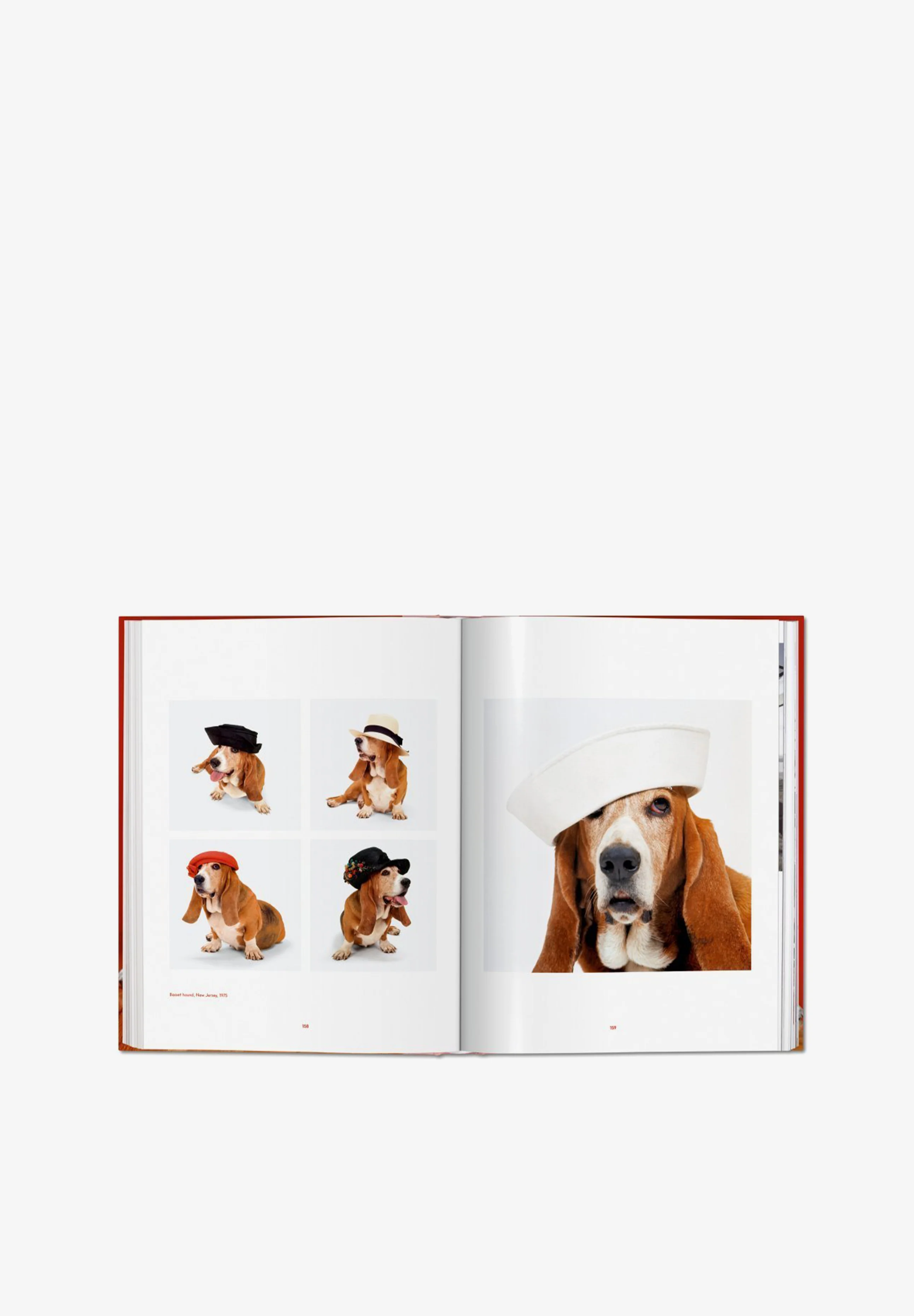 TASCHEN | LIBRO WALTER CHANDOHA DOGS - Image 8