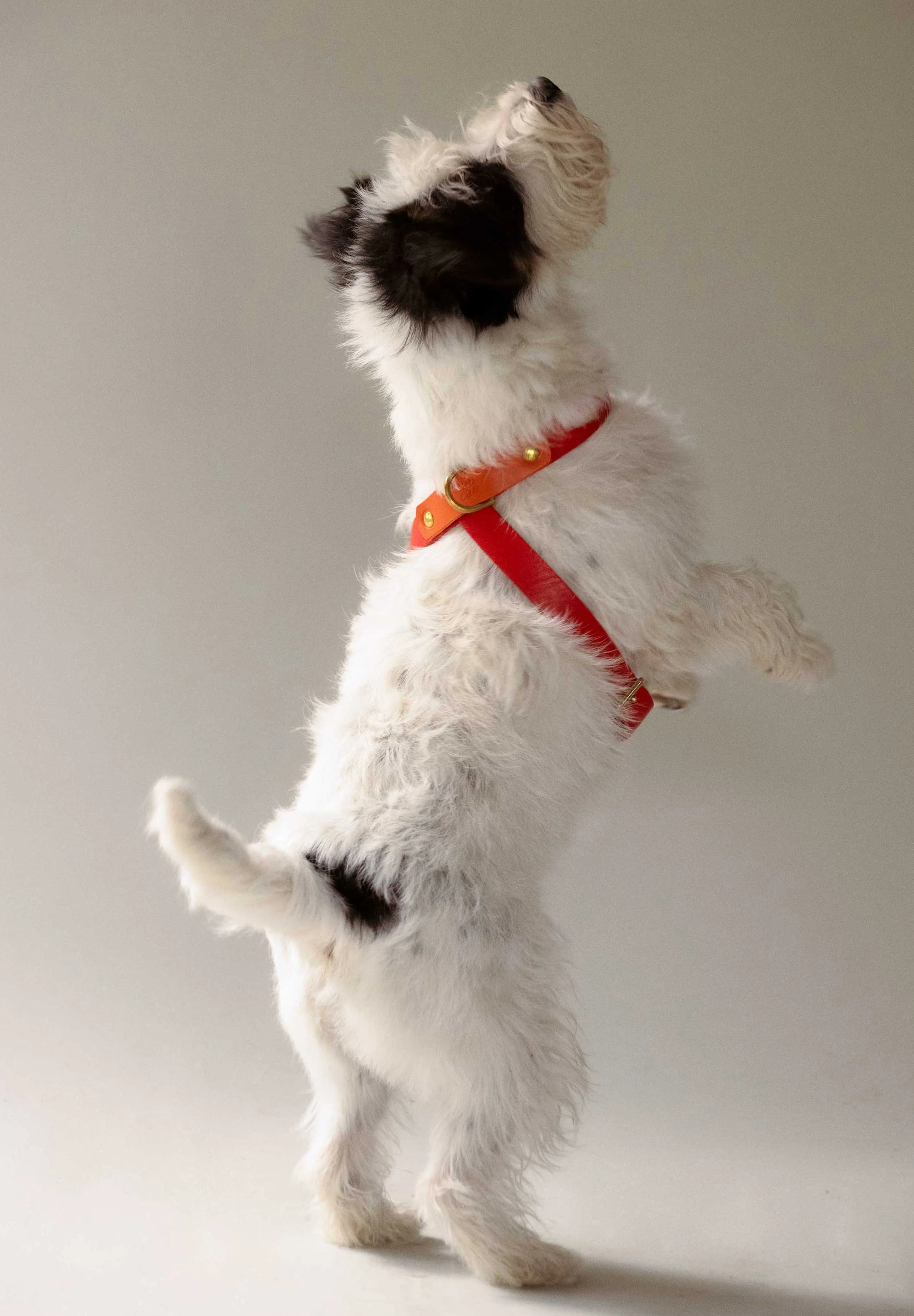CAN CAN DOGS | ARNÉS NARANJA & ROJO - Image 2